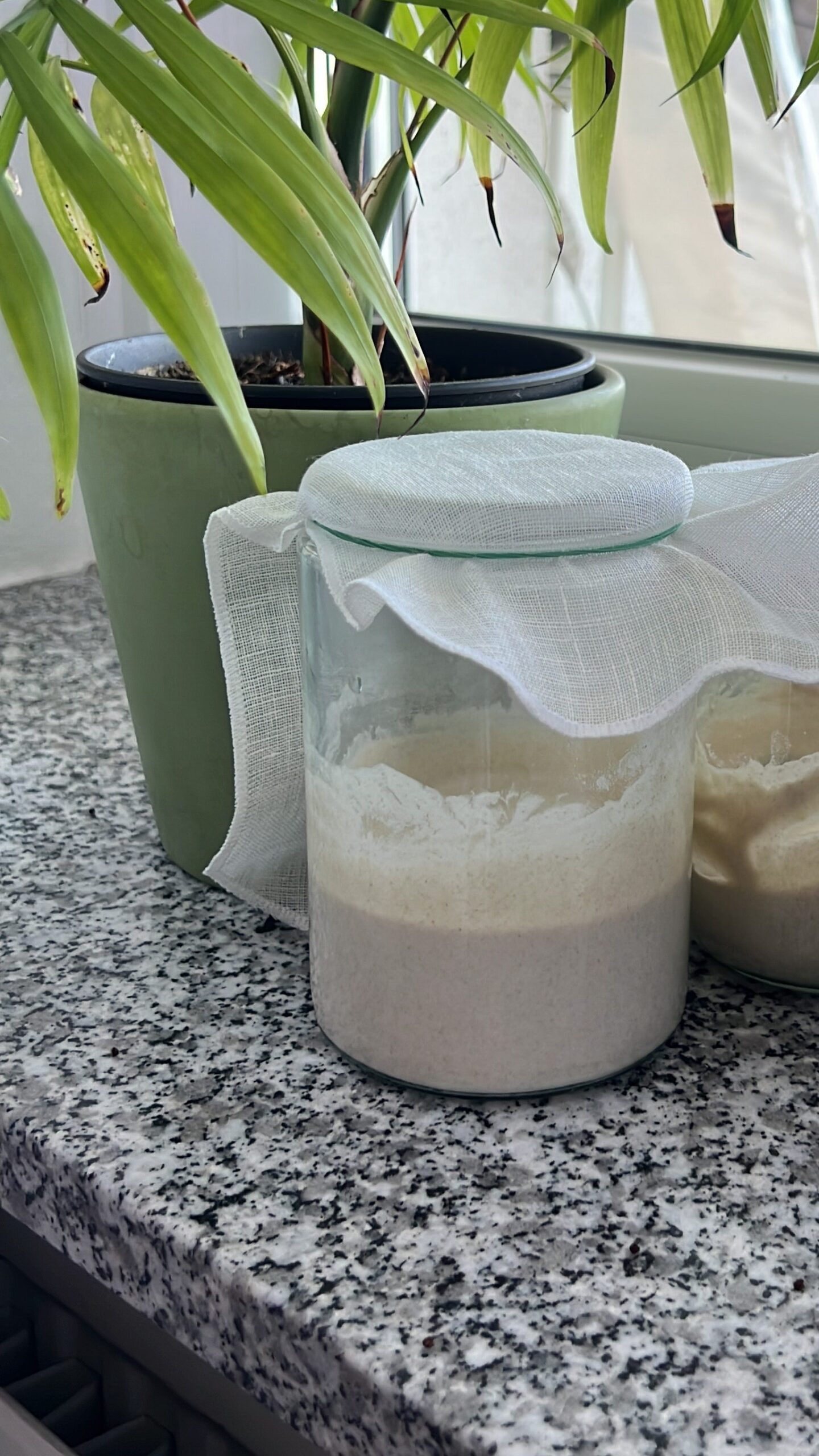 glutenfreies Buchweizen Sauerteig Brot